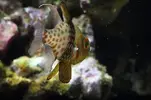 [TodoMarino.com] Sphaeramia nematoptera con bulto en aleta
