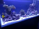 [TodoMarino.com] como lavar arena antes de introducir al acuario? ayuda ,solo lavar o dejar a remojo?