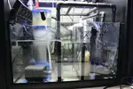 [TodoMarino.com] Mi nuevo reef