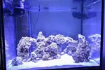 [TodoMarino.com] Mi nuevo reef