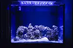 [TodoMarino.com] Mi nuevo reef