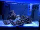 [TodoMarino.com] Mi primer acuario marino de 68L
