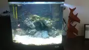 [TodoMarino.com] Primeros pasos con mi acuario