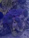 [TodoMarino.com] Parametros Descontrolados HEELP  !!!