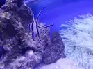 [TodoMarino.com] Parametros Descontrolados HEELP  !!!