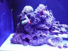 [TodoMarino.com] reef 128 litros 100 % DIY