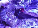 [TodoMarino.com] reef 128 litros 100 % DIY
