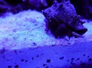 [TodoMarino.com] reef 128 litros 100 % DIY