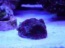 [TodoMarino.com] reef 128 litros 100 % DIY