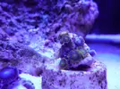 [TodoMarino.com] reef 128 litros 100 % DIY