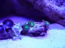 [TodoMarino.com] reef 128 litros 100 % DIY