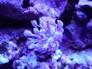 [TodoMarino.com] reef 128 litros 100 % DIY