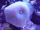[TodoMarino.com] reef 128 litros 100 % DIY