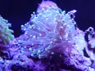 [TodoMarino.com] reef 128 litros 100 % DIY