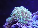 [TodoMarino.com] reef 128 litros 100 % DIY