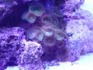 [TodoMarino.com] reef 128 litros 100 % DIY