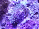 [TodoMarino.com] reef 128 litros 100 % DIY