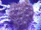 [TodoMarino.com] reef 128 litros 100 % DIY