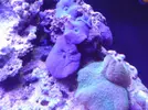 [TodoMarino.com] reef 128 litros 100 % DIY
