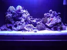 [TodoMarino.com] reef 128 litros 100 % DIY