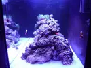 [TodoMarino.com] reef 128 litros 100 % DIY