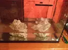 [TodoMarino.com] Mi Acuario Marino Rural de 120l