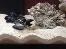 [TodoMarino.com] Mi Acuario Marino Rural de 120l