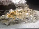 [TodoMarino.com] Mi Acuario Marino Rural de 120l