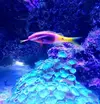 [TodoMarino.com] Salmonete (Parupeneus Barberinoides)