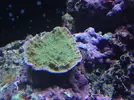 [TodoMarino.com] Monti plato verde se blanquea...