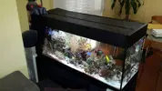 [TodoMarino.com] Nanoreef 120 litros (7 meses vida)