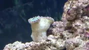 [TodoMarino.com] Cómo se llama este coral