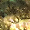 [TodoMarino.com] ¿Qué son estos bichos?