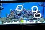 [TodoMarino.com] BLUE BALLING ■ Instucciones, consejos, comentarios, y F.A.Q.