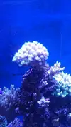 [TodoMarino.com] BLUE BALLING ■ Instucciones, consejos, comentarios, y F.A.Q.