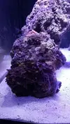 [TodoMarino.com] Mi nuevo reef