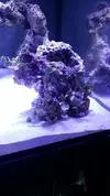 [TodoMarino.com] Mi nuevo reef