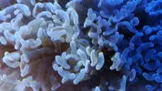 [TodoMarino.com] llegadas de Mayo
