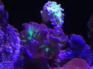 [TodoMarino.com] ¿Problema euphyllia?