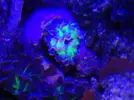 [TodoMarino.com] ¿Problema euphyllia?