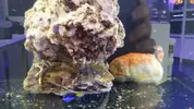 [TodoMarino.com] Pepino de mar australiano