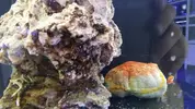 [TodoMarino.com] Pepino de mar australiano