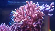 [TodoMarino.com] Cambio montipora digitata rosada (Sevilla)