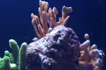 [TodoMarino.com] Cambio montipora digitata rosada (Sevilla)