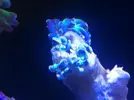 [TodoMarino.com] ¿Problema euphyllia?