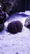 [TodoMarino.com] Mi nuevo reef