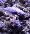[TodoMarino.com] Mi nuevo reef