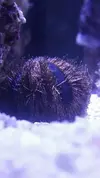 [TodoMarino.com] Mi nuevo reef