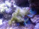 [TodoMarino.com] Acuario Berritzo