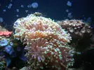 [TodoMarino.com] Acuario Berritzo